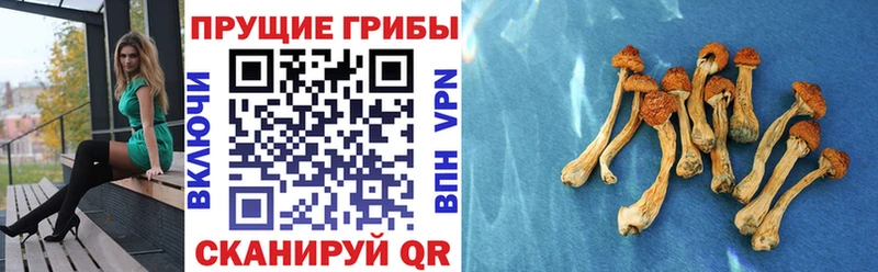 наркошоп  Истра  Псилоцибиновые грибы мухоморы 